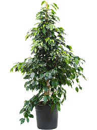 Lush Weeping Fig Ficus benjamina 'Danielle' Indoor House Plants