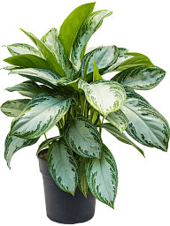 Vibrant Chinese Evergreen Aglaonema 'Silver Bay' Indoor House Plants