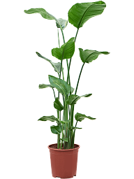 Tropical Bird of Paradise Strelitzia nicolai Indoor House Plants