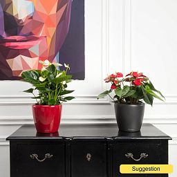Colorful Flamingo Flower Anthurium andraeanum 'Dakota' Indoor House Plants
