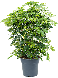 Delicate Umbrella Tree Schefflera arboricola 'Gold Capella' Indoor House Plants