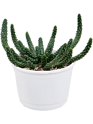 Easy-Care African Milk Tree Euphorbia inermis Indoor House Plants