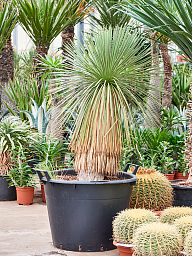 Yucca linearifolia
