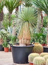 Yucca linearifolia