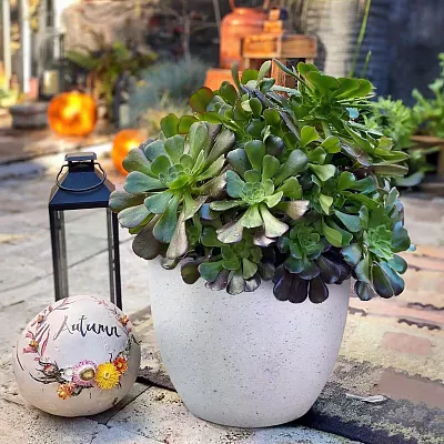 IDEALIST Lite Contemporary Light Concrete Egg Planter