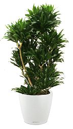 Dracaena Fragrans Compacta in LECHUZA CLASSICO Color Self-watering Planter, Total Height 110 cm