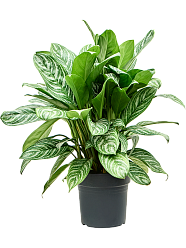 Shade-loving Chinese Evergreen Aglaonema 'Stripes' Indoor House Plants