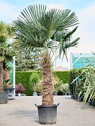 Windmill Palm Tree Trachycarpus fortunei