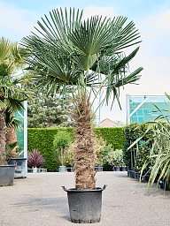 Windmill Palm Tree Trachycarpus fortunei (300-350)
