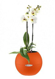 Blooming Phalaenopsis Orchid in LECHUZA-PURO Self-watering Planter, Total Height 60 cm