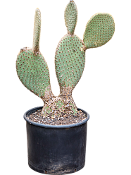 Easy-Care Prickly Pear Cactus Opuntia pailana Indoor House Plants