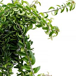 Showy Lipstick Plant Aeschynanthus 'Twister' Indoor House Plants