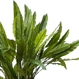 Fancy Peacock Plant Calathea rufibarba 'Blue grass' Indoor House Plants