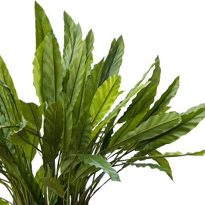 Fancy Peacock Plant Calathea rufibarba 'Blue grass' Indoor House Plants