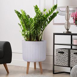 IDEALIST Lite Modern Ribbed Cylinder Planter on Legs, Round Pot Plant Stand Indoor