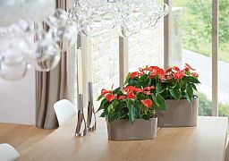 LECHUZA DELTA 10|DELTA 20 Poly Resin Indoor Self-watering Planter