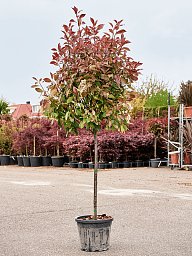 Lush Chinese Photinia x fraseri 'Red Robin' Outdoor Plants