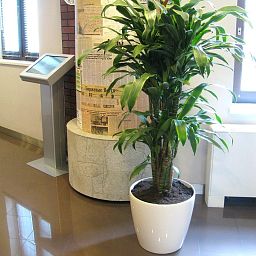 Dracaena Fragrans Arturo in LECHUZA CLASSICO LS 43 Self-watering Planter, Total Height 150 cm