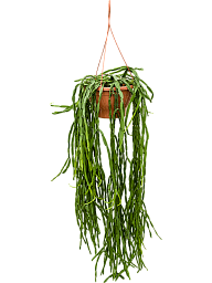 Easy-Care Mistletoe Cactus Rhipsalis paradoxa Indoor House Plants