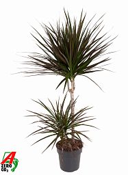 Showy Dragon Tree Dracaena marginata 'Magenta' Tall Indoor House Plants Trees