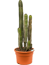Easy-Care African Milk Tree Euphorbia canariensis Indoor House Plants