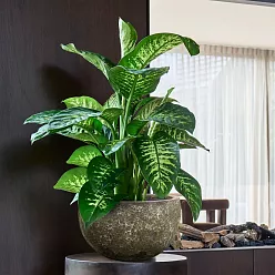 Lava Ceramic Bowl Planter | Indoor and Outdoor Plant Pot