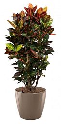 Codiaeum Petra in LECHUZA CLASSICO LS Self-watering Planter, Total Height 120 cm