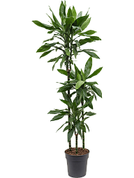 Easy-Care Corn Plant Dracaena fragrans 'Janet Lind' Tall Indoor House Plants Trees