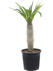 Showy Madagascar palm Pachypodium lamerei Tall Indoor House Plants Trees