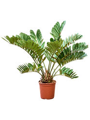 Zamia furfuracae