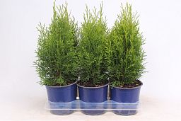 Thuja occidentalis 'Smaragd'
