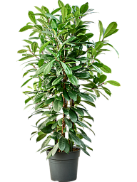 Lush African Fig Ficus cyathistipula Indoor House Plants