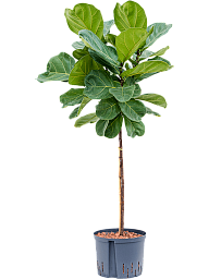 Lush Fiddle Leaf Fig Ficus lyrata Indoor House Plants