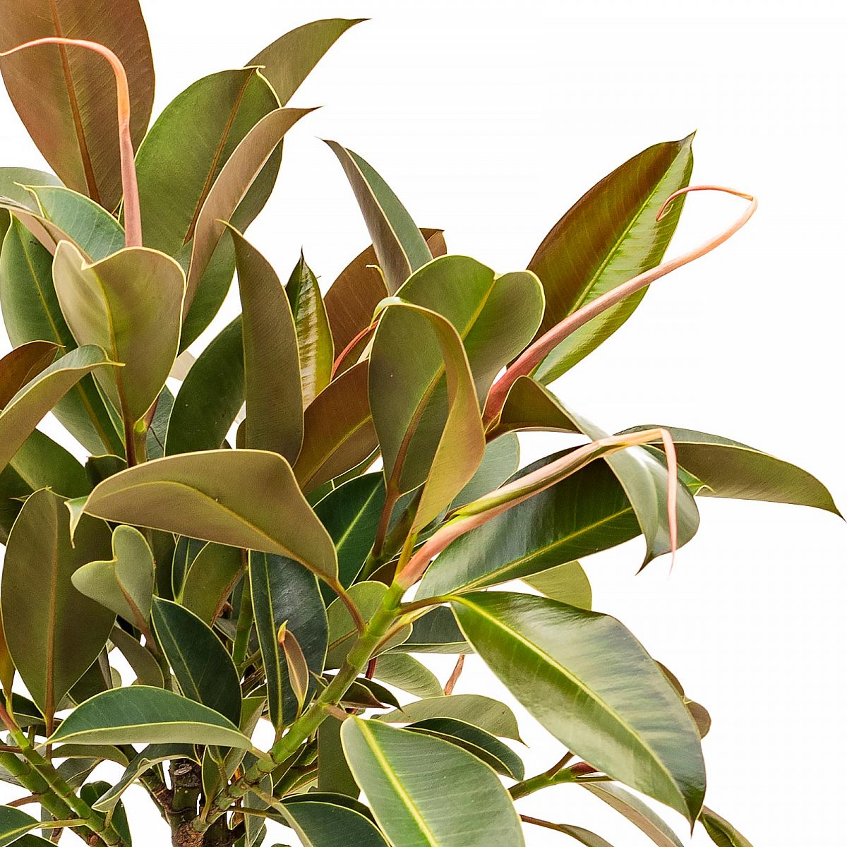 Lush Rubber Plant Ficus elastica 'Melany' Tall Indoor House Plants Trees