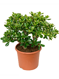 Easy-Care Jade Plant Crassula ovata 'Sunset' Indoor House Plants