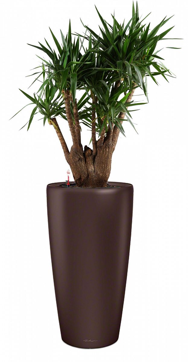 Yucca in LECHUZA RONDO Self-watering Planter, Total Height 180 cm