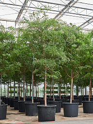 Tropical Black Olive Tree Bucida buceras 'Shady Lady' (800-900)