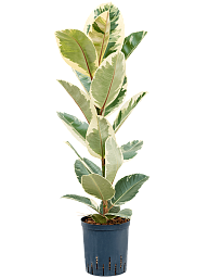 Lush Rubber Plant Ficus elastica 'Tineke' Indoor House Plants