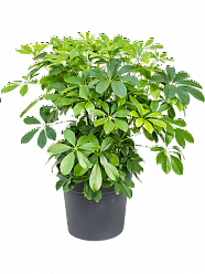 Easy-Care Umbrella Tree Schefflera arboricola 'Compacta' Tall Indoor House Plants Trees