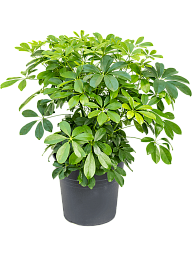Easy-Care Umbrella Tree Schefflera arboricola 'Compacta' Tall Indoor House Plants Trees