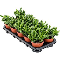 Cute Jade Plant Crassula ovata 'Sunset' Indoor House Plants