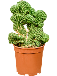 Myrtillocactus geometrizans 'Cristata Strictus'