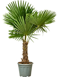 Windmill Palm Tree Trachycarpus fortunei (300-350)