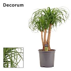 Beaucarnea
