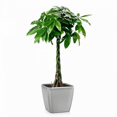 LECHUZA Quadro LS Square Poly Resin Self-watering Planter