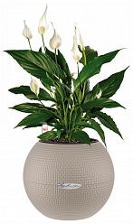 Blooming Spathiphyllum in LECHUZA-PURO Self-watering Planter, Total Height 45 cm