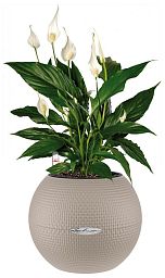 Blooming Spathiphyllum in LECHUZA-PURO Self-watering Planter, Total Height 45 cm