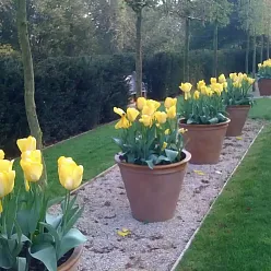 Plain Fiberglass Round Tall Terracotta Planter Pot In/Out