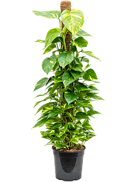 Shade-loving Pothos Scindapsus (Epipremnum) 'Aureum' Indoor House Plants