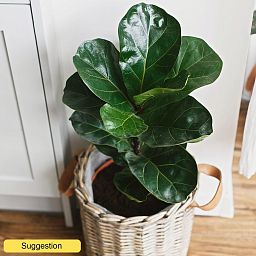 Lush Fiddle Leaf Fig Tree Ficus lyrata 'Bambino' Indoor House Plants